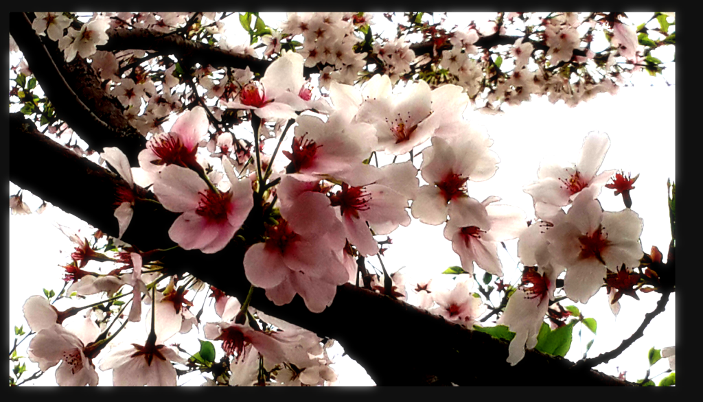 image 12 1024x586 - 《Unity Shader入门精要》笔记：高级篇（1）